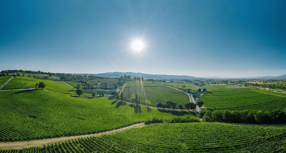 The vineyards of the Arnaldo Caprai di Montefalco estate