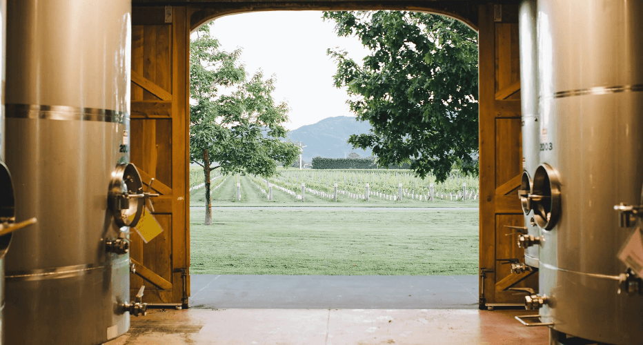 View of the vineyards at Isabel Estate.