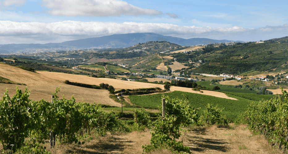 Vineyard