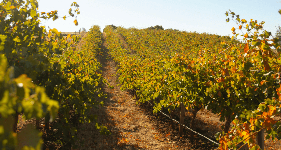 Eden Valley Riesling Vineyard - Peter Lehmann Wines