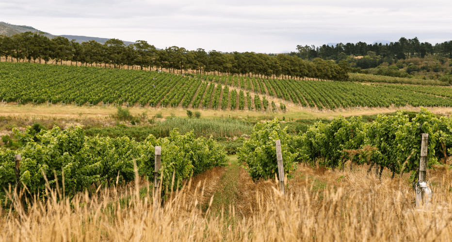 Hasher Vineyards