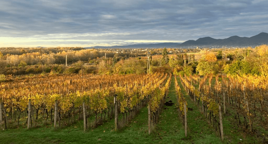 Vineyard, Tokaj Region