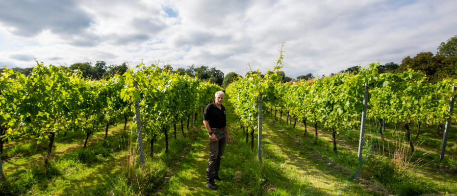 Mark Darley-All Angels, Enborne Vineyards Ltd.