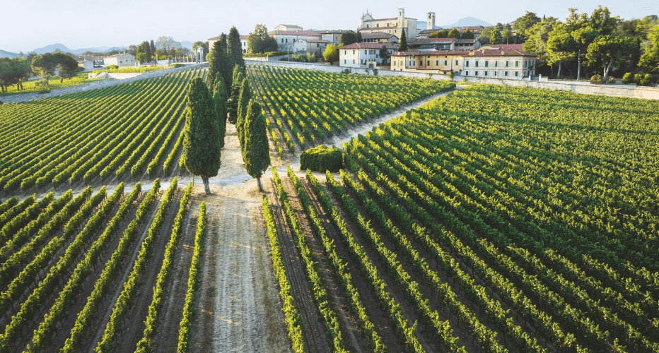 Bellavista Franciacorta’s vineyard