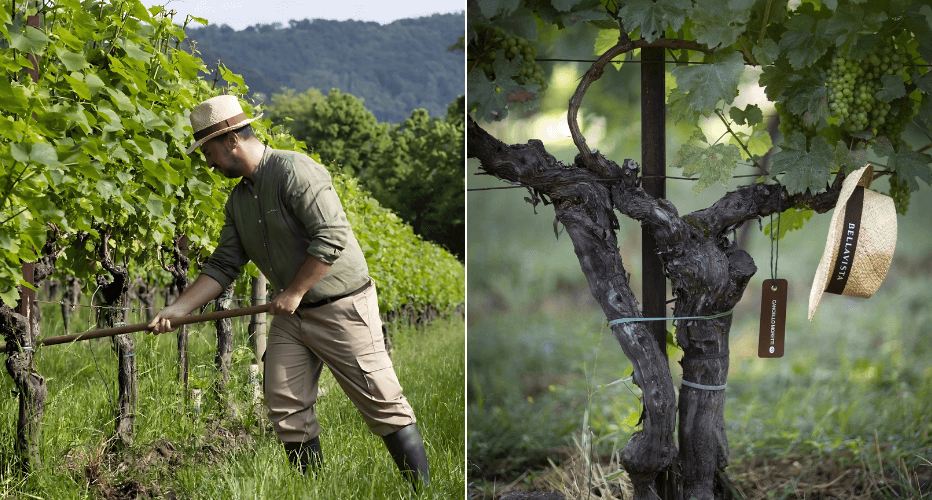 Vineyard “Cancello Moretti”