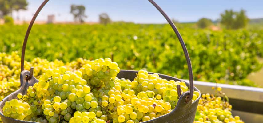 Chardonnay grapes