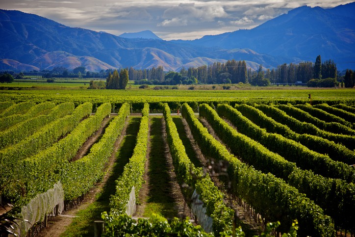 Marlborough vineyard
