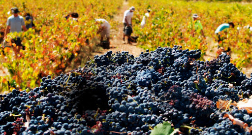 Australia wine harvest