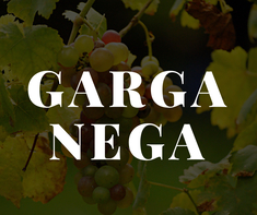 Garganega White Grape