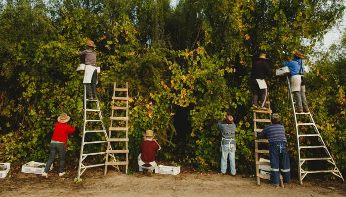 Wild_Pais_at_Bouchon_Family_Wines