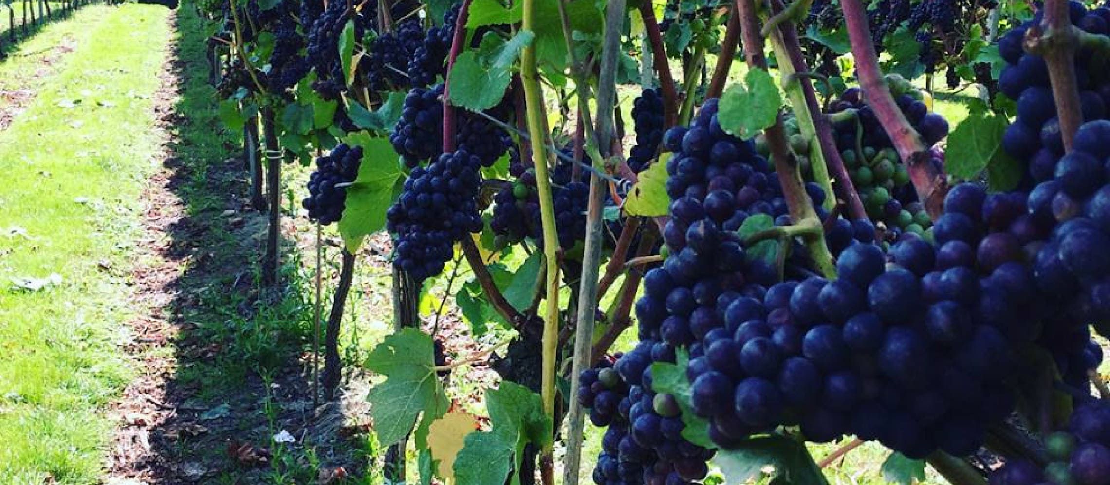 Photo for: Hoffman & Rathbone Wins Big at the London Wine Competition