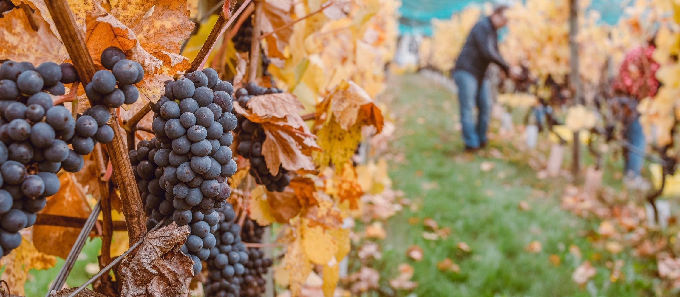 Photo for: 2021 Harvest:  A Sad Tale of Rain, Heat and Frost