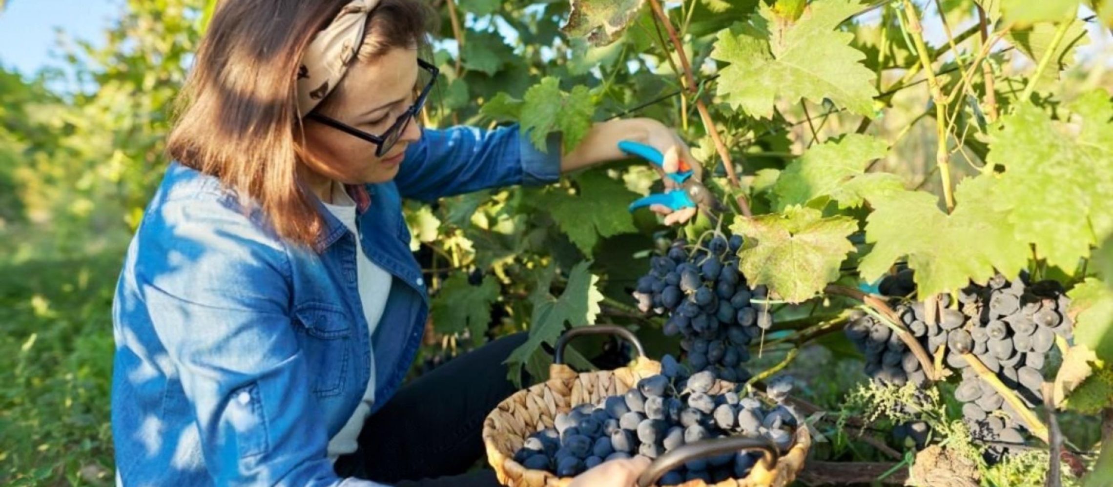 Photo for: Sunlight's Role in Determining Wine Grape Quality and Its Impact on Wine Quality