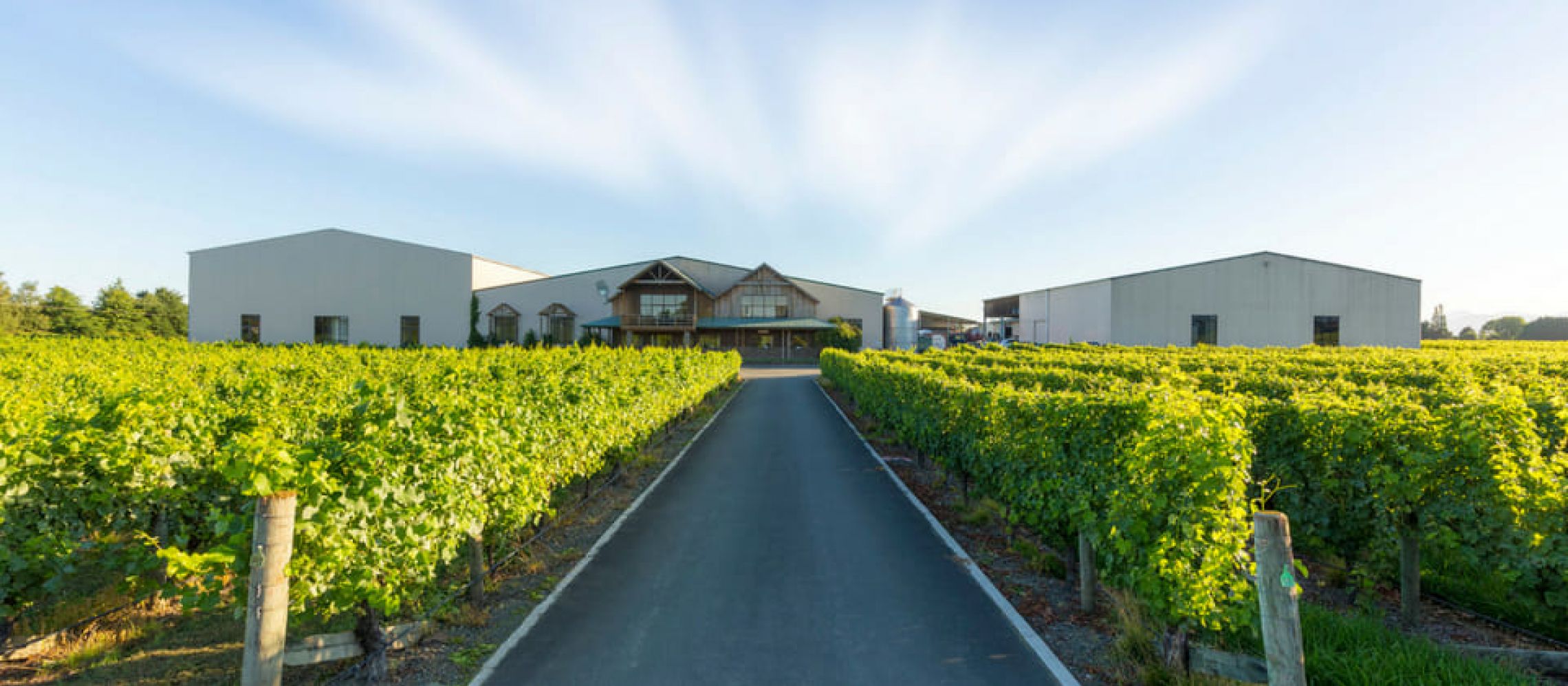 Photo for: Seifried Estate - Pioneering Family Wine Growers in New Zealand