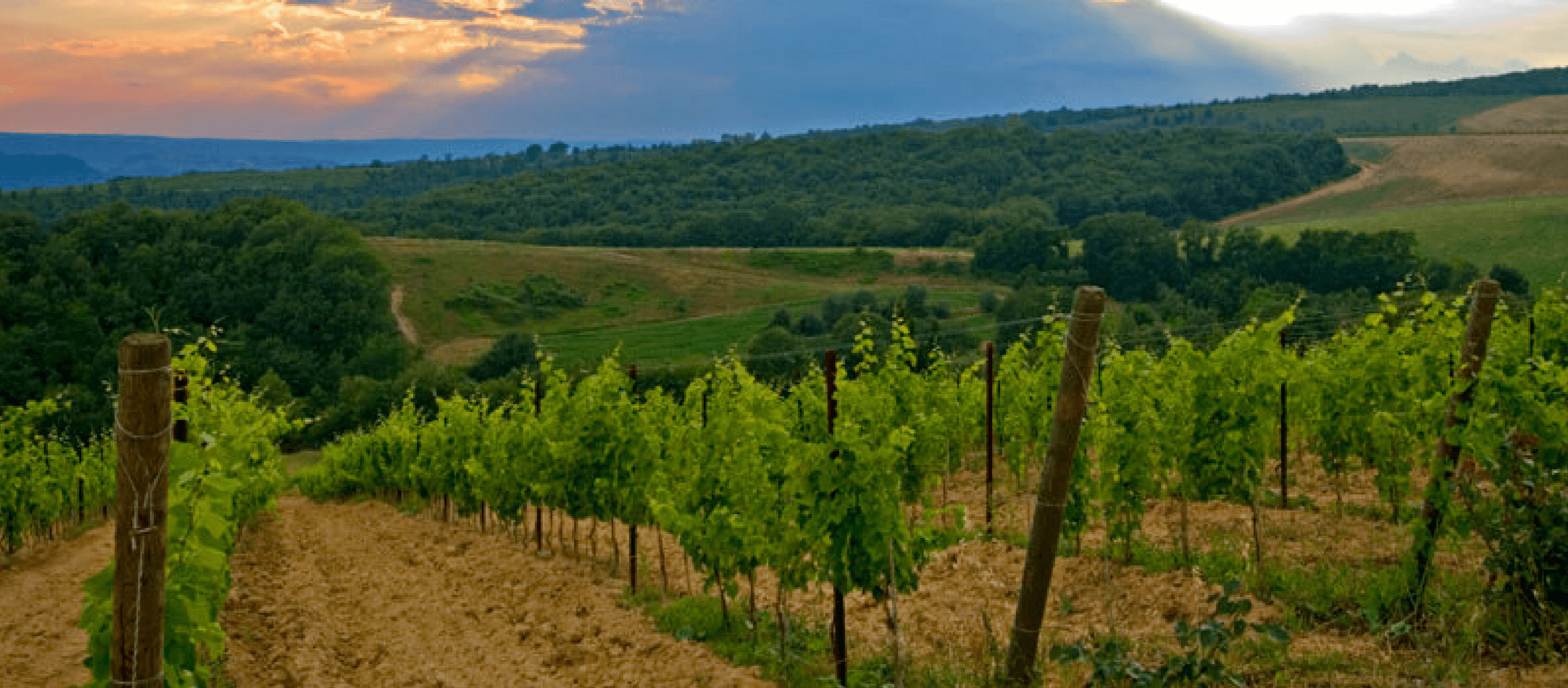 Photo for: 10 Tips for Wineries To Implement a Successful Digital Marketing Strategy