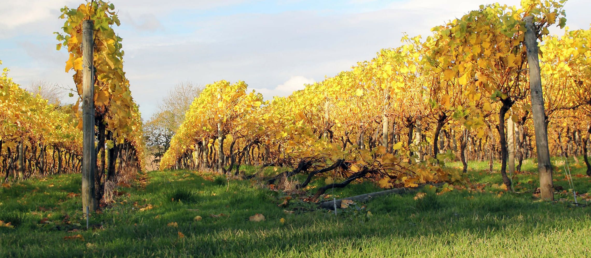 Photo for: Wine Regions of the United Kingdom