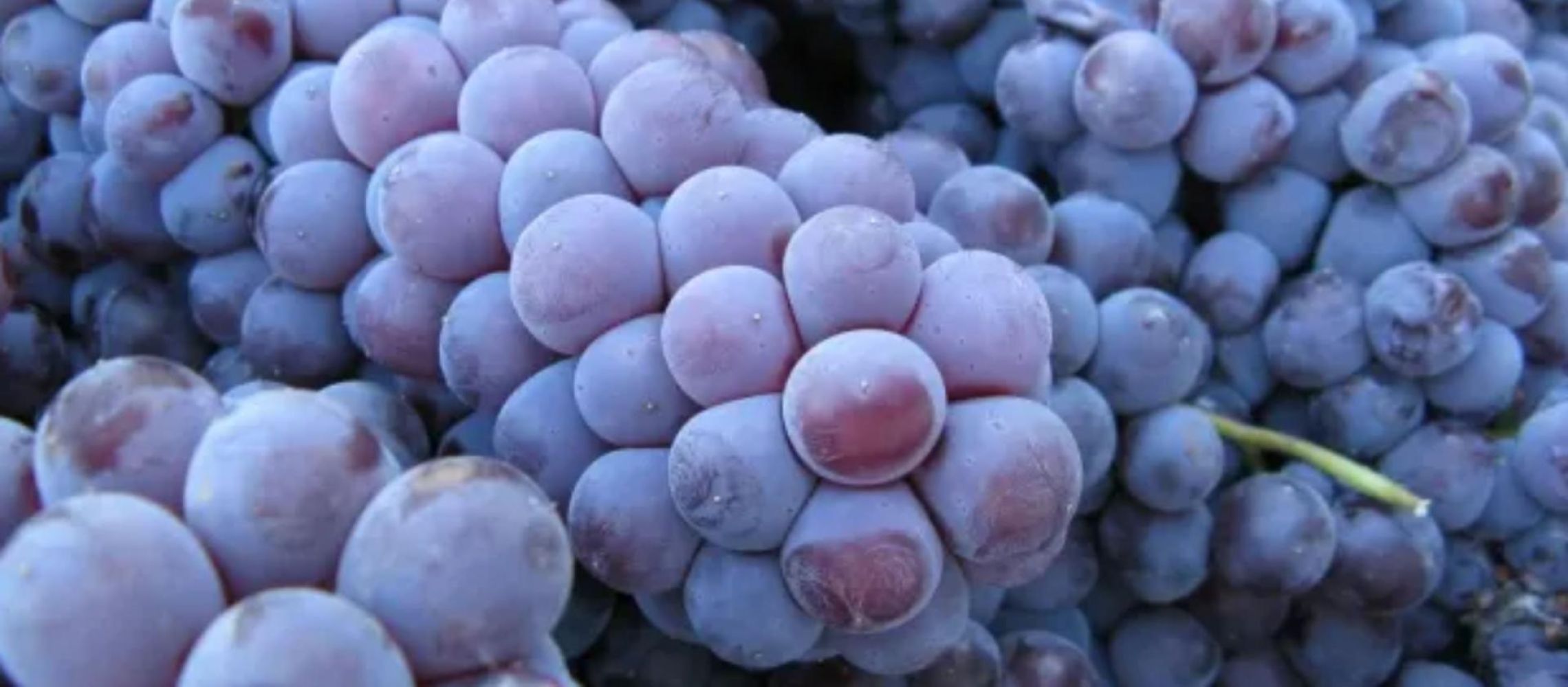 Photo for: Nebbiolo, Out of Place