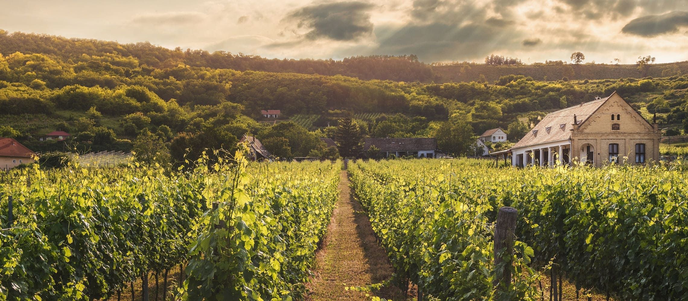 Photo for: Time for a collective effort if the wine industry is to tackle climate change