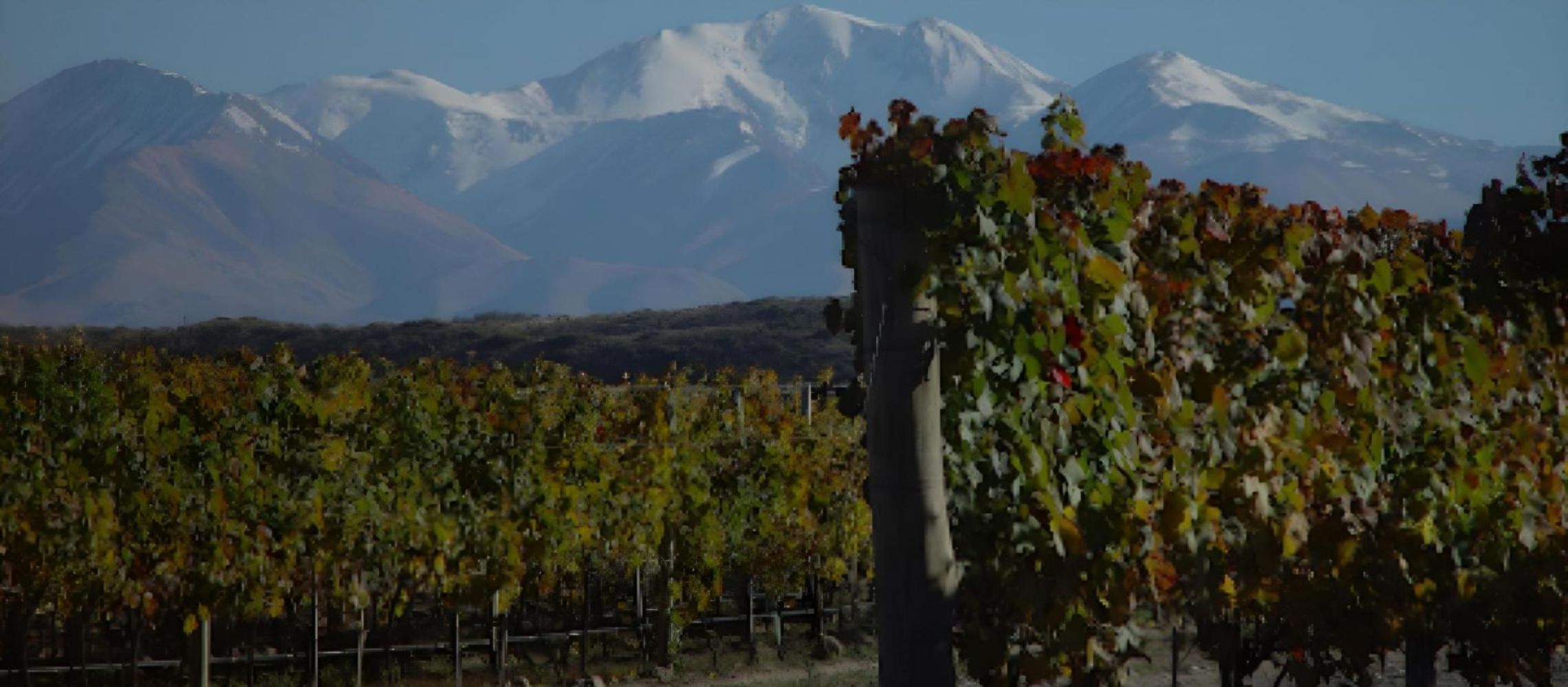 Photo for: South American Wines on the Rise: A Bordeaux Connection