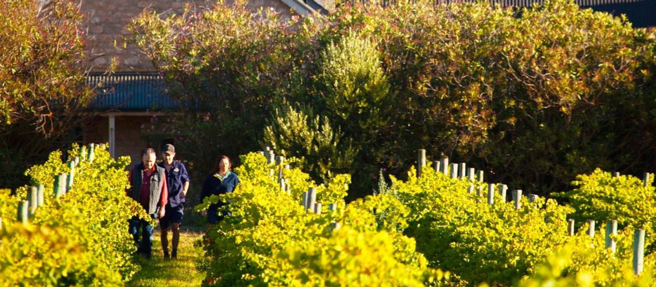 Photo for: Pirramimma: A Legacy of Family, Soil, and the Spirit of McLaren Vale