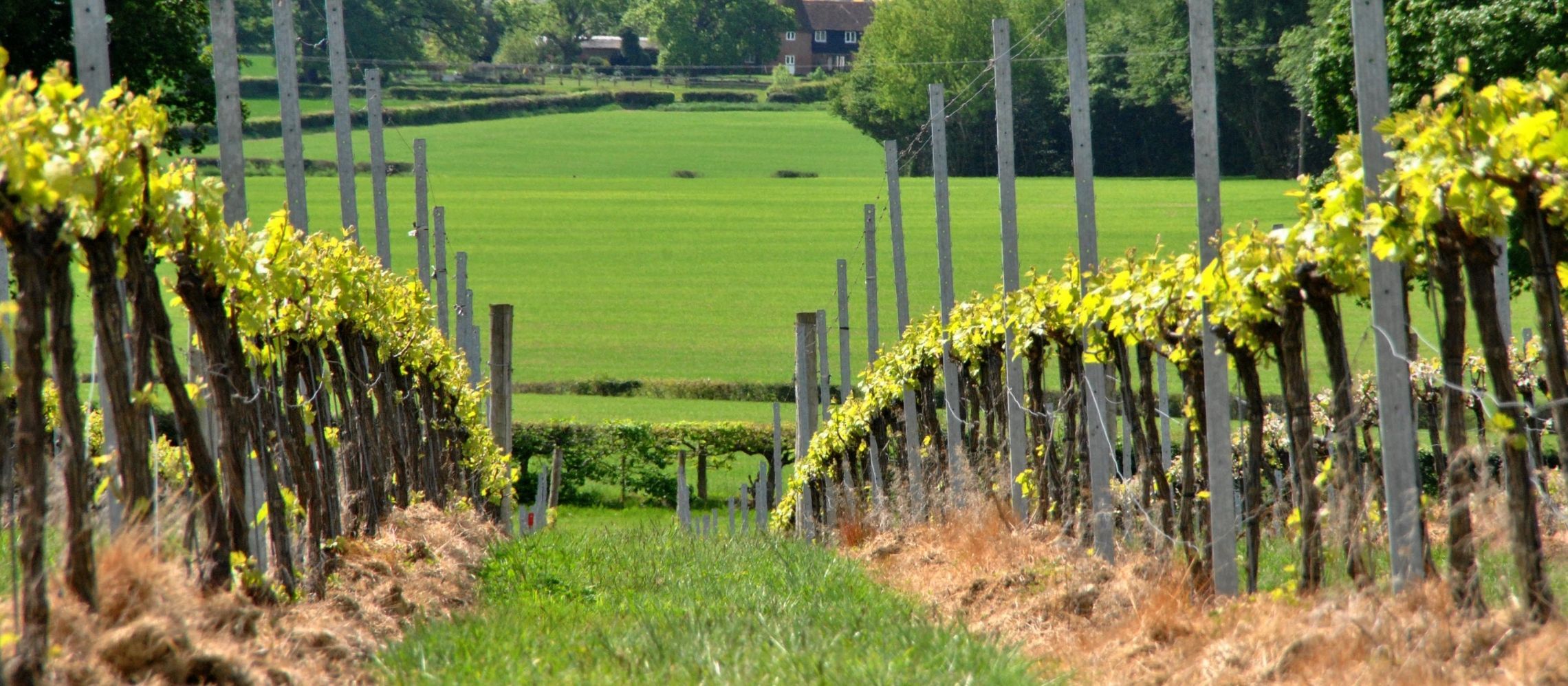 Photo for: What Direct-to-Customer Sales has taught wineries during Covid