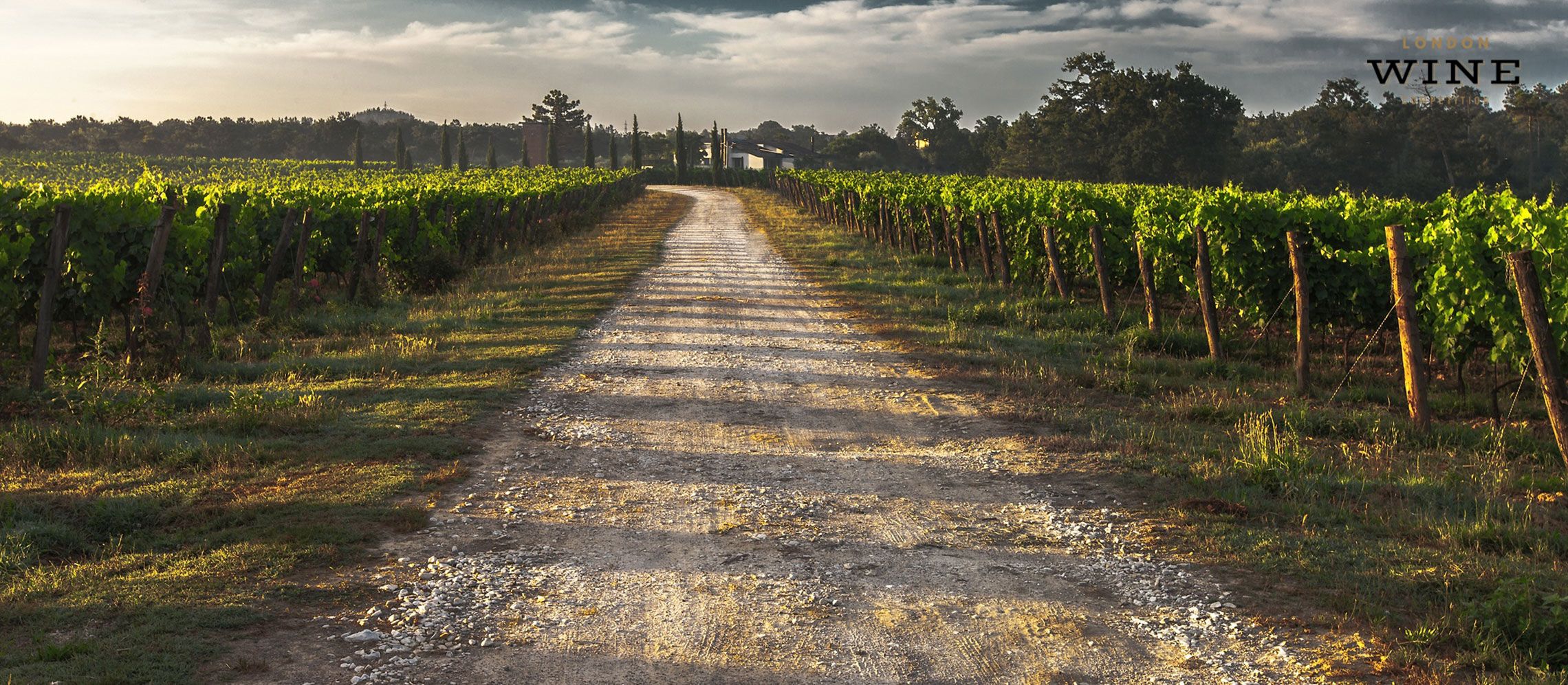 Photo for: China Wine Regions Explained