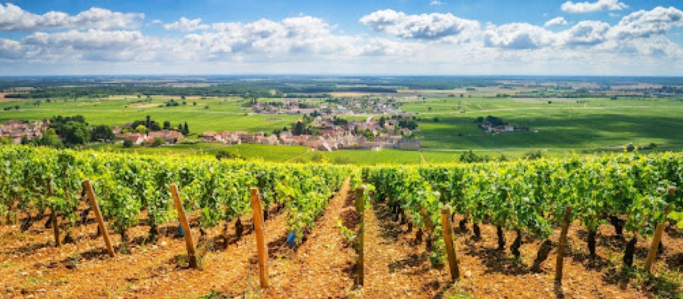 Photo for: Dynamics in the Evolving Global Wine Industry: A Comprehensive Overview