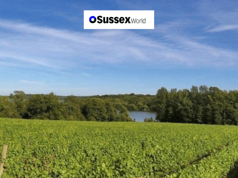 Photo for: Bewl Water Vineyard on the Sussex/Kent border wins four medals at the 2025 London Wine Competition