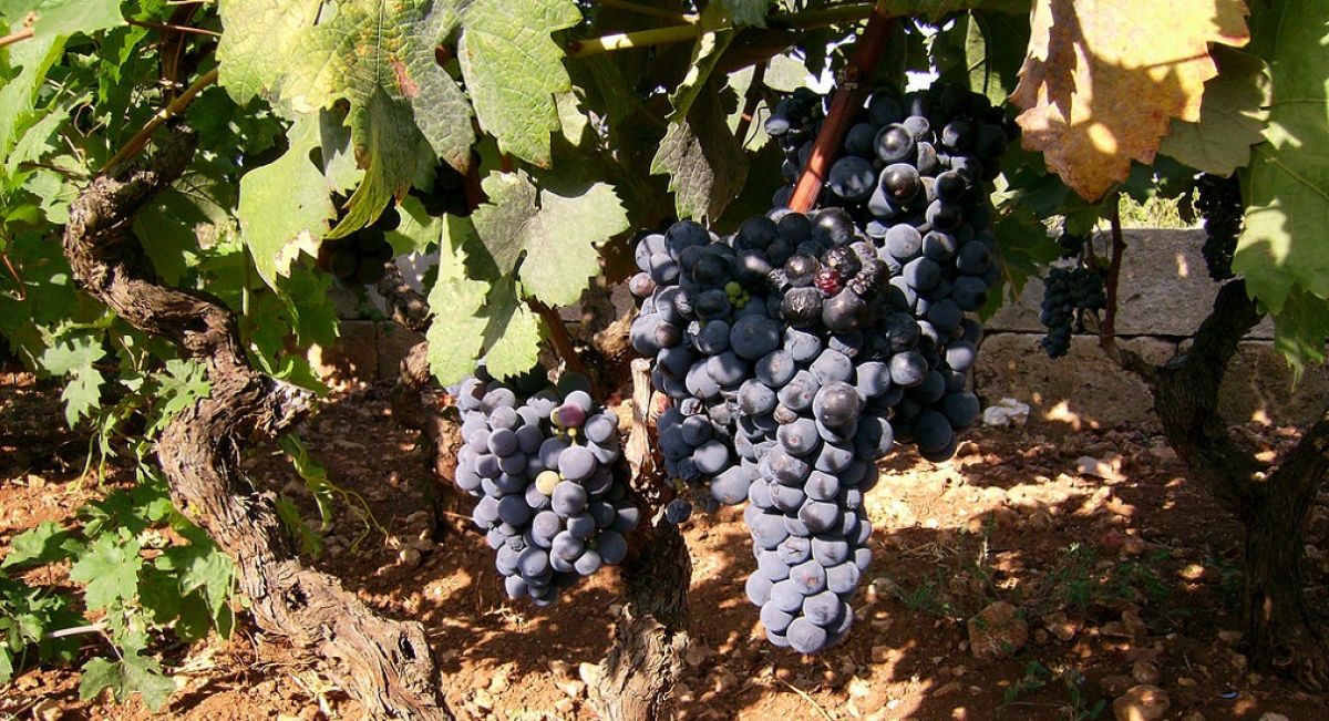 Zinfandel Color Zinfandel | Red Grape Variety | Wines