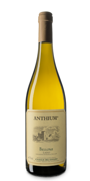Photo for: Anthium Bianco Lazio IGT